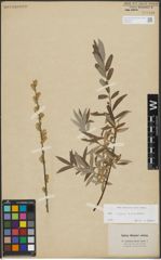 Foto von Salix repens L. x Salix viminalis L.